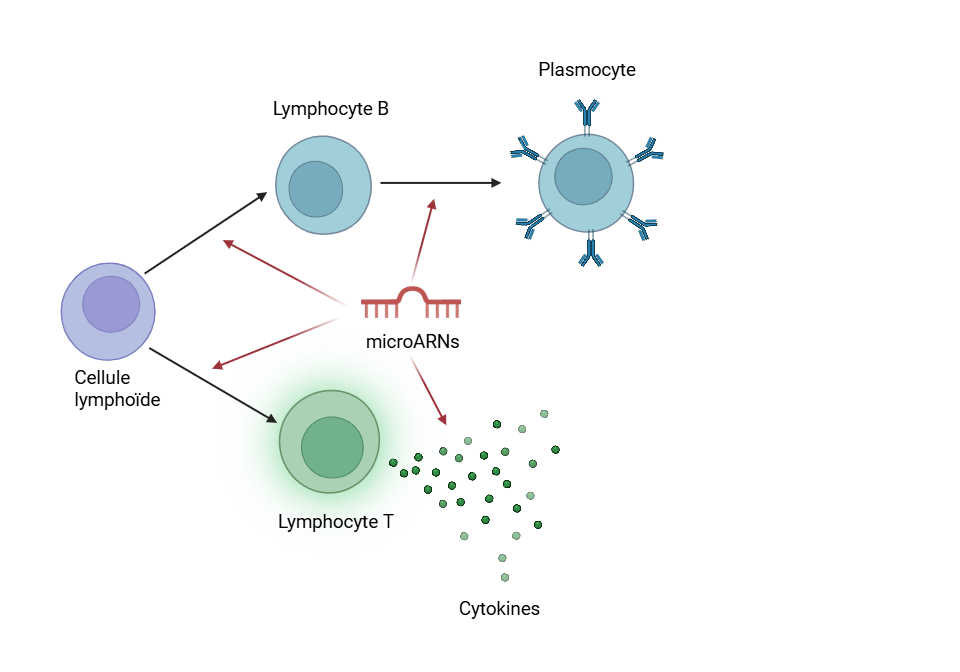 Rôle du système immunitaire