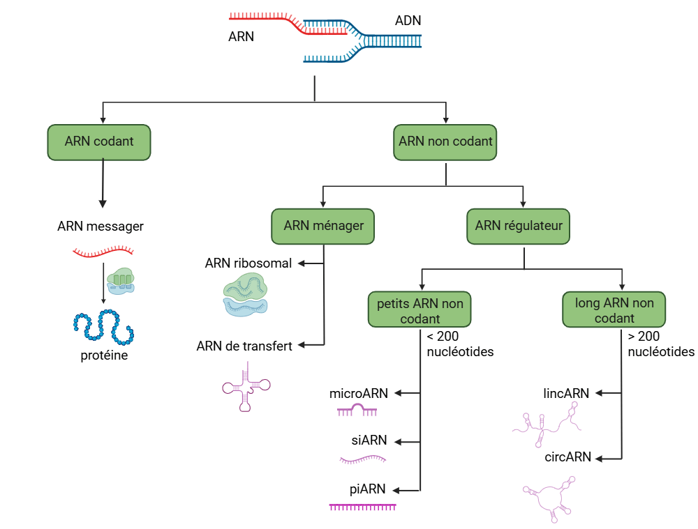 ADN poubelle et ARN non codant