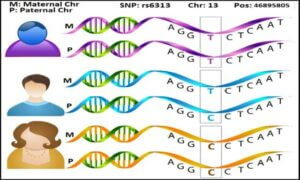 Exemple SNP chromosome