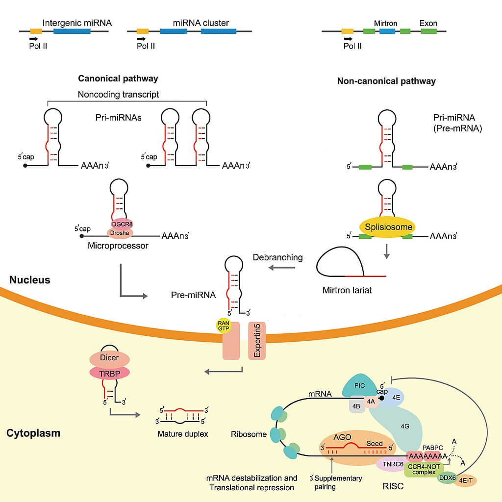 Homéostasie et auto-régulation cellulaire