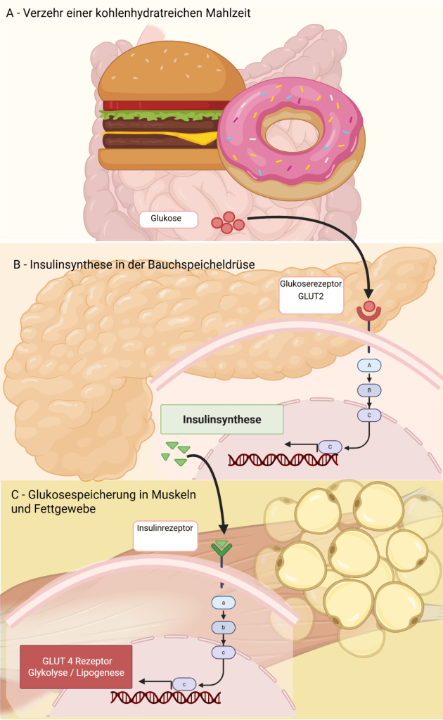 selbsregulation